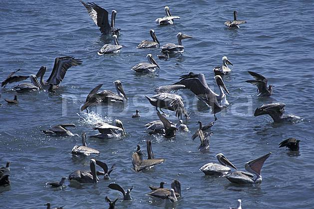 ec0641-28LE : Pélicans, Malibu Beach, Los Angeles, California. Amérique du nord, oiseau, C02, C01 faune, groupe, voyage aventure, mer (Usa).