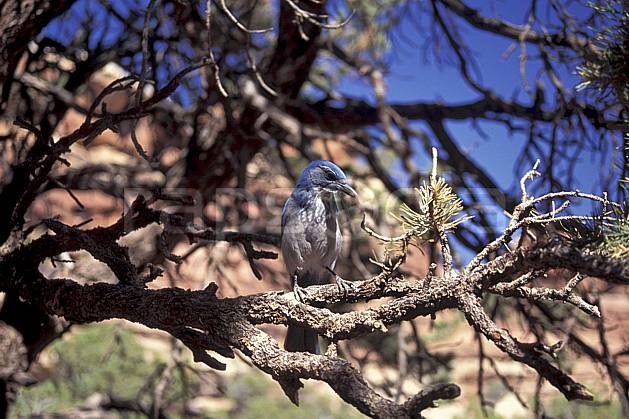 ec0653-37LE : Mountain Jay, Vermont. Amérique du nord, ciel bleu, oiseau, C02, C01 faune, voyage aventure (Usa).