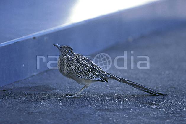 ec0663-20LE : Road Runner, Death Valley, California. Amérique du nord, oiseau, C02, C01 faune, voyage aventure (Usa).