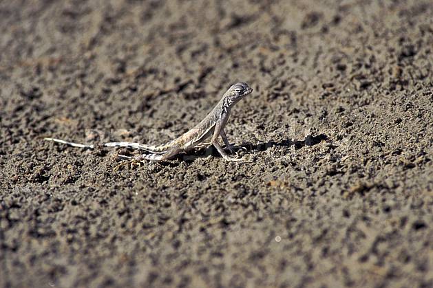 ec0663-21LE : Lézard, Death Valley, California. Amérique du nord, lézard, C02, C01 faune, voyage aventure (Usa).