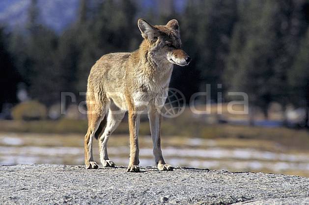 ec0666-26LE : Coyote, Yosemite NP, California. Amérique du nord, parc américain, coyote, C02, C01 faune, voyage aventure (Usa).