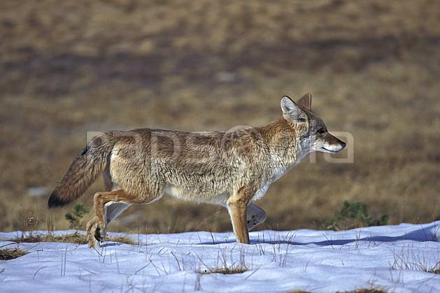 ec0666-29LE : Coyote, Yosemite NP, California. Amérique du nord, parc américain, coyote, C02, C01 faune, voyage aventure (Usa).