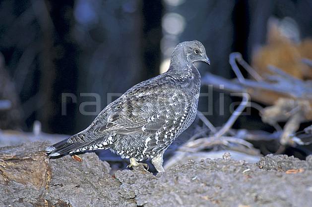 ec0668-06LE : Pintade, Yosemite NP, California. Amérique du nord, oiseau, parc américain, C02, C01 faune, voyage aventure, gros plan (Usa).