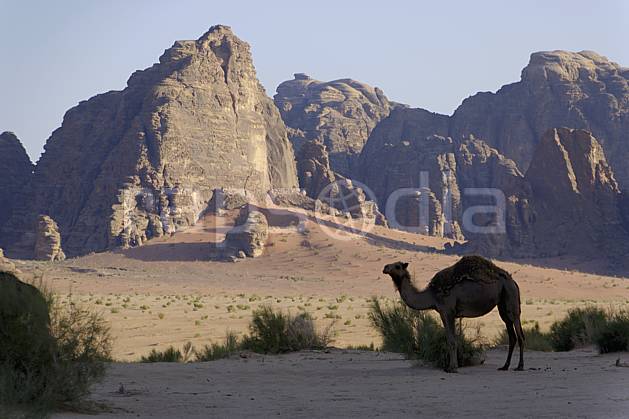 ec071332LE : Dromadaire, Désert du Wadi Rum. Moyen Orient, C02 désert, faune, moyenne montagne, paysage, voyage aventure (Jordanie).