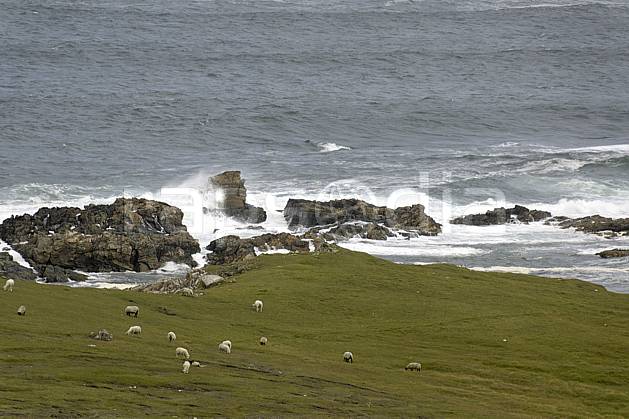 ec071989LE : Donegal. Europe, CEE, littoral, mouton, vague, C02 faune, mer, paysage, voyage aventure (Irlande).