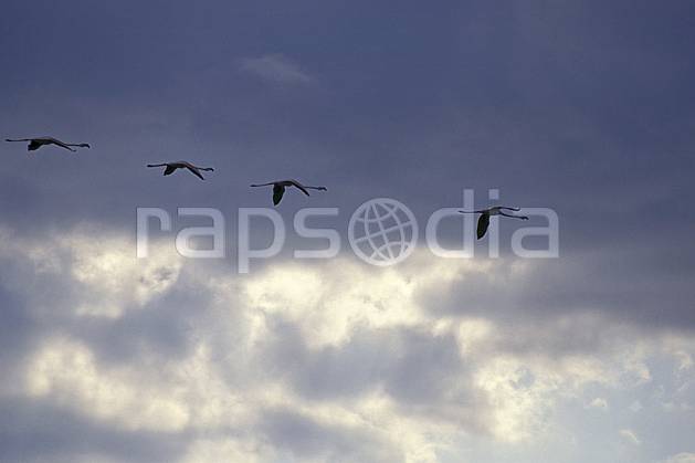 ec1192-30LE : Flamants rose, Camargue. Europe, CEE, ciel nuageux, oiseau, C02, C01 faune, groupe, nuage, voyage aventure (France).