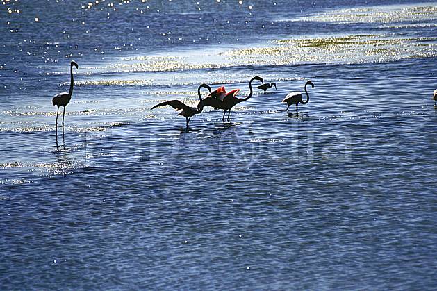 ec1192-35LE : Flamants rose, Camargue. Europe, CEE, oiseau, C02, C01 faune, groupe, lac, voyage aventure (France).