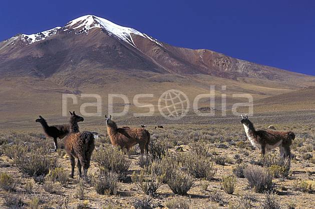 ec1220-18LE : Lamas, Sud Lipez. Amérique du sud, Amérique Latine, Amérique, ciel bleu, C02, C01 faune, groupe, paysage, voyage aventure (Bolivie).