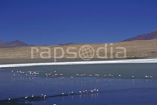 ec1220-32LE : Flamants rose, Sud Lipez. Amérique du sud, Amérique Latine, Amérique, ciel bleu, oiseau, C02, C01 faune, groupe, lac, paysage, voyage aventure (Bolivie).