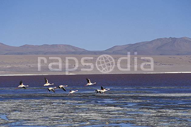 ec1223-24LE : Flamants rose, Sud Lipez. Amérique du sud, Amérique Latine, Amérique, ciel bleu, oiseau, C02, C01 faune, groupe, lac, paysage, voyage aventure (Bolivie).