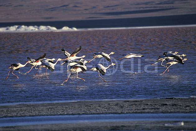 ec1223-33LE : Flamants rose, Sud Lipez. Amérique du sud, Amérique Latine, Amérique, oiseau, voler, C02, C01 faune, groupe, lac, voyage aventure (Bolivie).