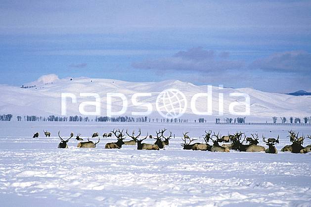 ec1989-17LE : Elks Refuge, Wyoming. Amérique du nord, ciel nuageux, C02, C01 faune, groupe, paysage, voyage aventure (Usa).