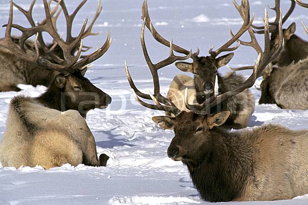 ec1990-07LE : Elks Refuge, Wyoming. Amérique du nord, C02, C01 faune, groupe, voyage aventure, gros plan (Usa).