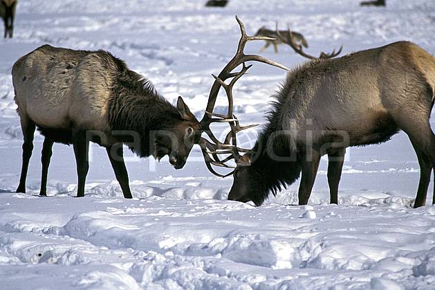 ec1990-14LE : Elks Refuge, Wyoming. Amérique du nord, C02, C01 faune, groupe, voyage aventure (Usa).