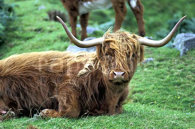 ec2062-11LE : Scottish cow, Ecosse. Europe, CEE, herbe, vache, écosse, C02, C01 faune, gros plan, voyage aventure (Royaume-Uni).