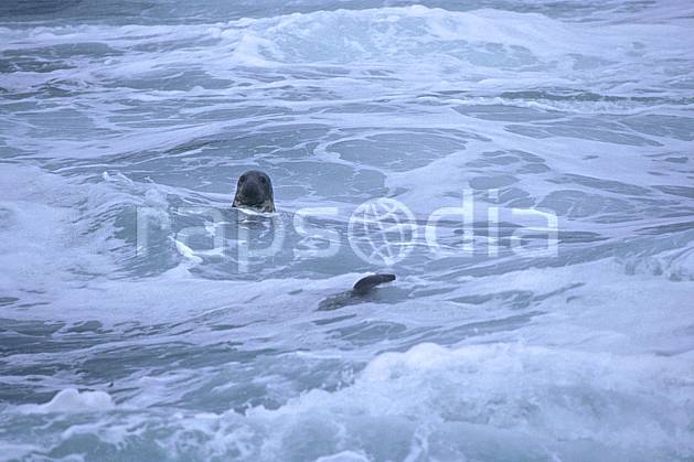ec2066-18LE : Phoque, Ecosse. Europe, CEE, phoque, vague, écosse, C02, C01 faune, mer, voyage aventure (Royaume-Uni).
