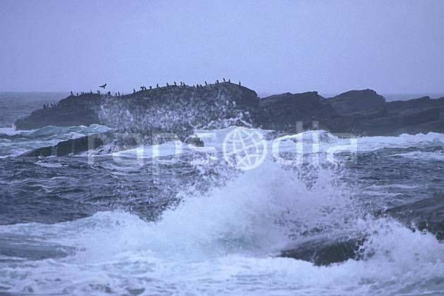 ec2066-26LE : Cormorans, Ecosse. Europe, CEE, littoral, ciel voilé, oiseau, vague, écosse, C02, C01 faune, mer, paysage, voyage aventure (Royaume-Uni).