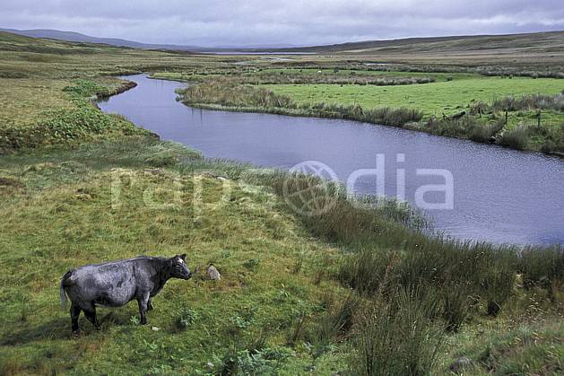 ec2067-04LE : Vache écossaise, Ecosse. Europe, CEE, ciel voilé, herbe, vache, écosse, C02, C01 faune, paysage, rivière, voyage aventure (Royaume-Uni).
