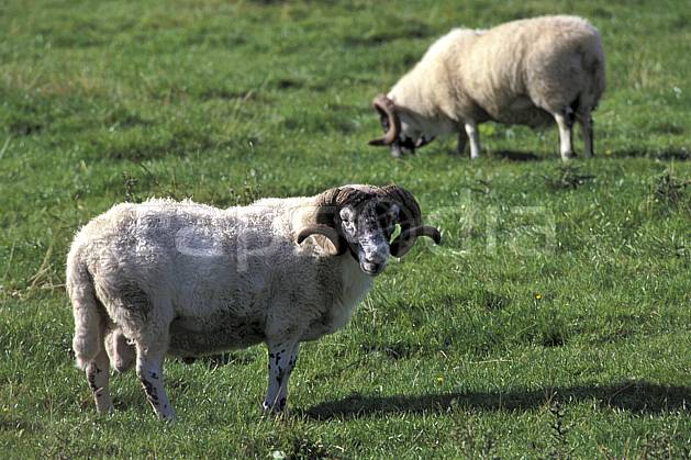 ec2069-17LE : Scottish sheep, Ecosse. Europe, CEE, herbe, écosse, C02, C01 faune, groupe, voyage aventure (Royaume-Uni).