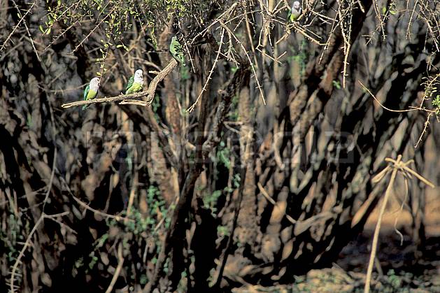 ec2278-02LE : Perruches vertes. Afrique, Afrique de l'est, oiseau, C02, C01 arbre, faune, voyage aventure (Madagascar).