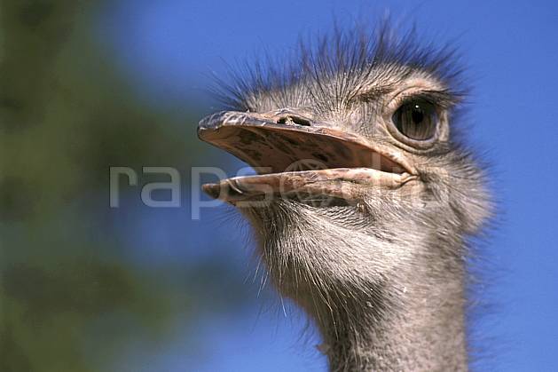 ec2279-04LE : Autruche. Afrique, Afrique de l'est, ciel bleu, oiseau, C02, C01 faune, voyage aventure (Madagascar).