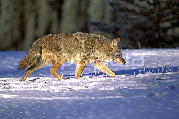 ec2386-28LE : Coyote. Amérique du nord, Amérique, coyote, C02, C01 faune, voyage aventure (Canada).