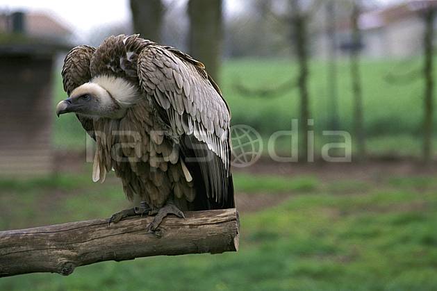 ec2690-06LE : Vautour. Europe, CEE, oiseau, C02, C01 faune, voyage aventure, gros plan (France).