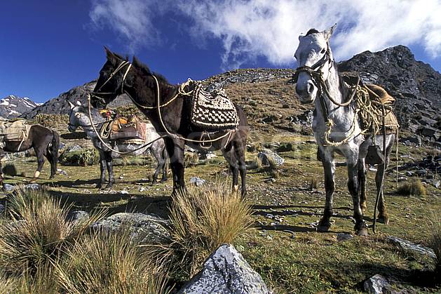 ec2707-35LE : Entre Olléros et Chavin, Trek équestre, Col de Yanashallash 4700 m. Amérique du sud, Amérique Latine, ciel nuageux, âne, C02, C01 faune, groupe, voyage aventure (Pérou).