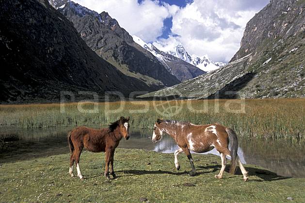 ec2726-08LE : Chevaux sauvages, Quebrada Santa Cruz. Amérique du sud, Amérique Latine, cheval, ciel nuageux, C02, C01 faune, groupe, lac, paysage, voyage aventure (Pérou).
