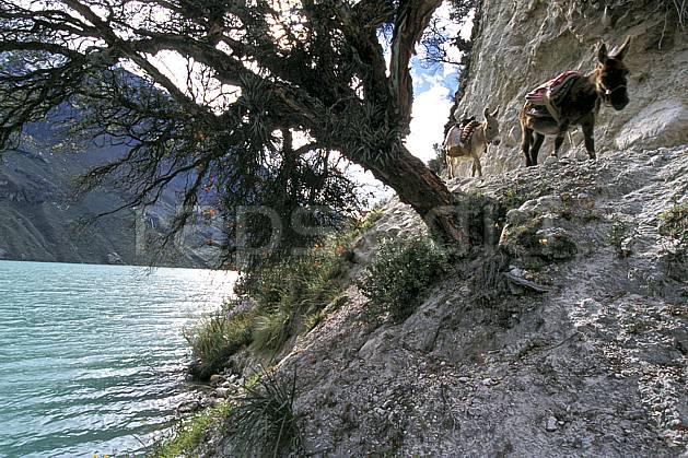 ec2726-17LE : Ane péruvien, Quebrada Santa Cruz. Amérique du sud, Amérique Latine, âne, C02, C01 arbre, faune, groupe, lac, voyage aventure (Pérou).