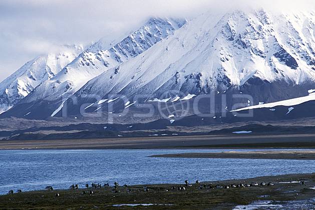 ec2762-12LE : Pingouins, Svalbard, Ile du Spitzberg, Ny-Ålesund. Europe, CEE, ciel nuageux, pingouin, C02, C01 faune, paysage, voyage aventure, mer (Norvège).