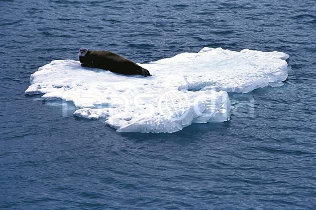 ec2765-15LE : Phoque à moustaches à Magdalenefjorden (N), Svalbard, Ile du Spitzberg. Europe, CEE, iceberg, phoque, C02, C01 faune, voyage aventure, mer (Norvège).
