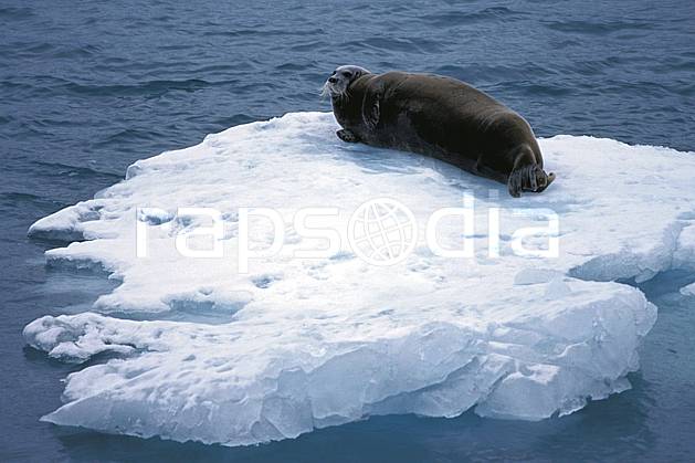 ec2765-17LE : Phoque à moustaches à Magdalenefjorden (N), Svalbard, Ile du Spitzberg. Europe, CEE, iceberg, phoque, C02, C01 faune, voyage aventure, mer (Norvège).