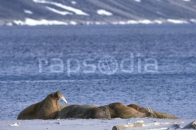 ec2768-23LE : Morses, Svalbard, Ile de PhippsØya (N). Europe, CEE, morse, C02, C01 faune, groupe, voyage aventure, mer (Norvège).