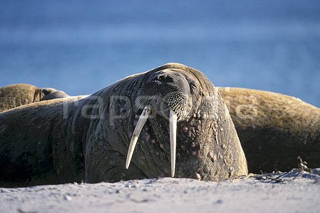 ec2769-14LE : Morses, Svalbard, Ile de PhippsØya (N). Europe, CEE, morse, C02, C01 faune, groupe, voyage aventure, gros plan (Norvège).