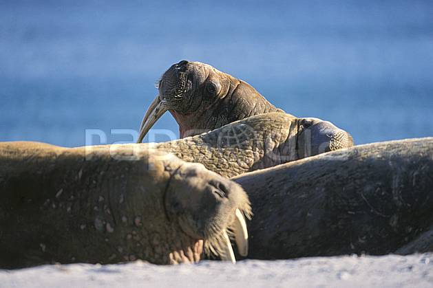 ec2769-15LE : Morses, Svalbard, Ile de PhippsØya (N). Europe, CEE, morse, C02, C01 faune, voyage aventure, gros plan (Norvège).
