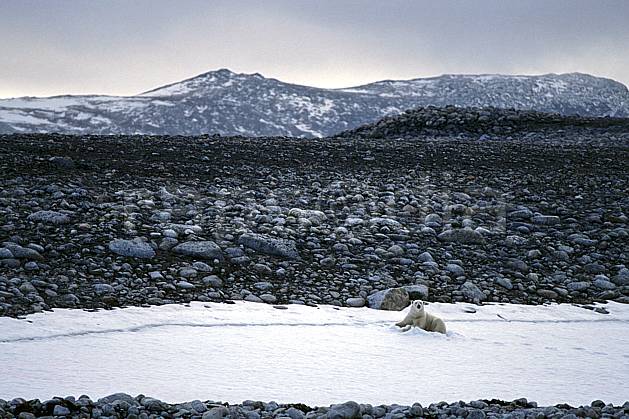 ec2769-20LE : Ours polaire, Svalbard, Ile de PhippsØya (N). Europe, CEE, ciel nuageux, ours, C02, C01 faune, paysage, voyage aventure (Norvège).