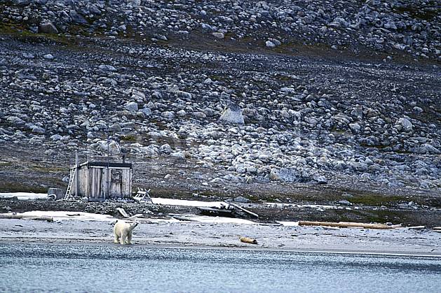 ec2770-01LE : Ours polaire, Svalbard, Ile de PhippsØya (N). Europe, CEE, ours, C02, C01 faune, voyage aventure, mer (Norvège).