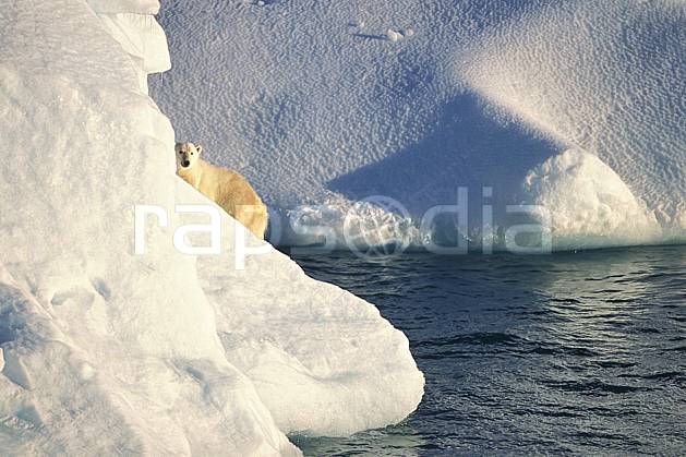 ec2772-01LE : Ours polaire sur un iceberg, Svalbard, Ile de Nordaustlandet côte sud. Europe, CEE, iceberg, ours, C02, C01 faune, voyage aventure, mer (Norvège).