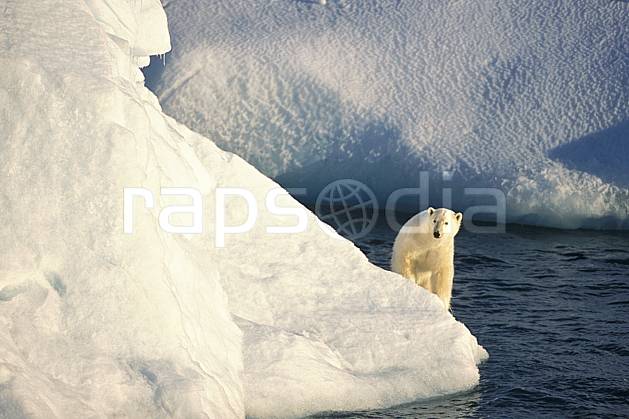 ec2772-04LE : Ours polaire sur un iceberg, Svalbard, Ile de Nordaustlandet côte sud. Europe, CEE, iceberg, ours, C02, C01 faune, voyage aventure, mer (Norvège).