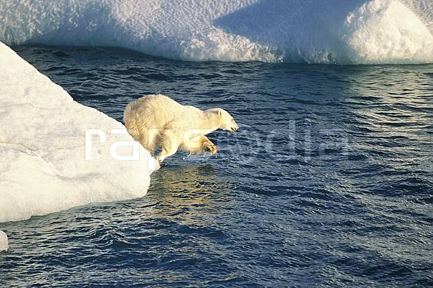 ec2772-07LE : Ours polaire, Svalbard, Ile de Nordaustlandet côte sud. Europe, CEE, iceberg, ours, C02, C01 faune, voyage aventure, mer (Norvège).
