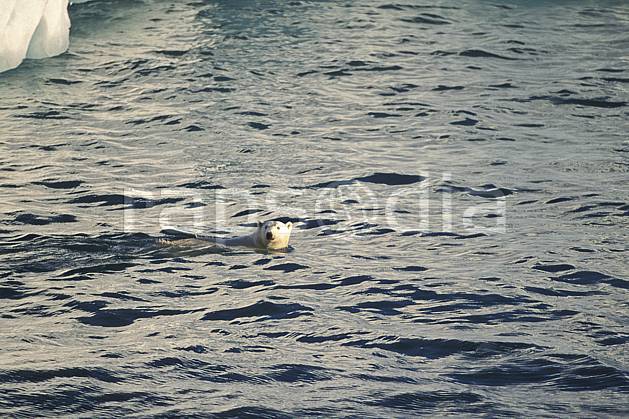 ec2772-10LE : Ours polaire, Svalbard, Ile de Nordaustlandet côte sud. Europe, CEE, natation, ours, C02, C01 faune, voyage aventure, mer (Norvège).