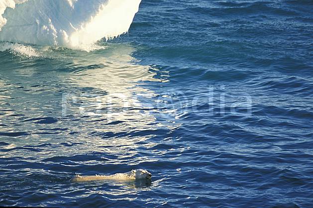 ec2772-18LE : Ours polaire, Svalbard, Ile de Nordaustlandet côte sud. Europe, CEE, natation, ours, C02, C01 faune, voyage aventure, mer (Norvège).
