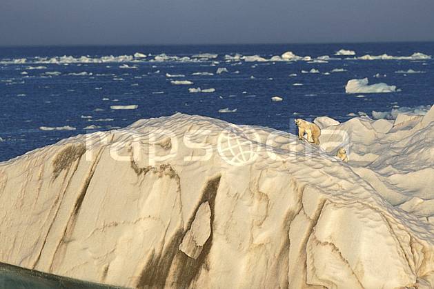 ec2773-15LE : Ours polaire femelle et son petit, Svalbard, Ile de Nordaustlandet côte sud. Europe, CEE, ciel voilé, iceberg, ours, C02, C01 faune, paysage, voyage aventure, mer (Norvège).
