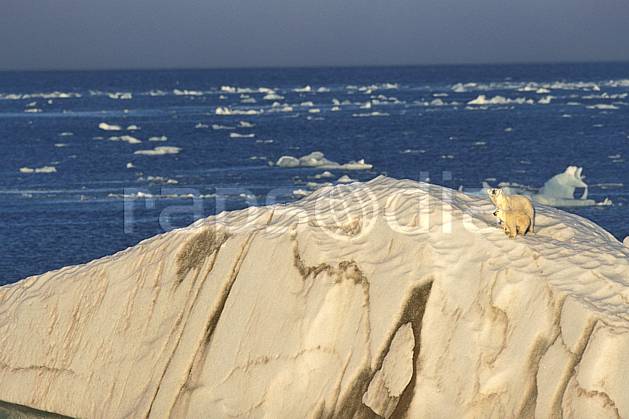 ec2773-23LE : Ours polaire femelle et son petit, Svalbard, Ile de Nordaustlandet côte sud. Europe, CEE, ciel voilé, iceberg, ours, C02, C01 faune, paysage, voyage aventure, mer (Norvège).