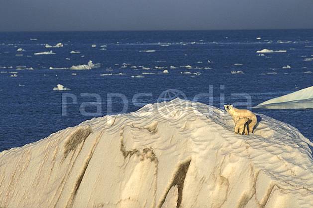 ec2773-27LE : Ours polaire femelle et son petit, Svalbard, Ile de Nordaustlandet côte sud. Europe, CEE, ciel voilé, iceberg, ours, C02, C01 faune, paysage, voyage aventure, mer (Norvège).
