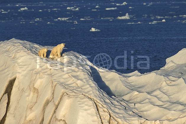ec2773-32LE : Ours polaire femelle et son petit, Svalbard, Ile de Nordaustlandet côte sud. Europe, CEE, iceberg, ours, C02, C01 faune, paysage, voyage aventure, mer (Norvège).