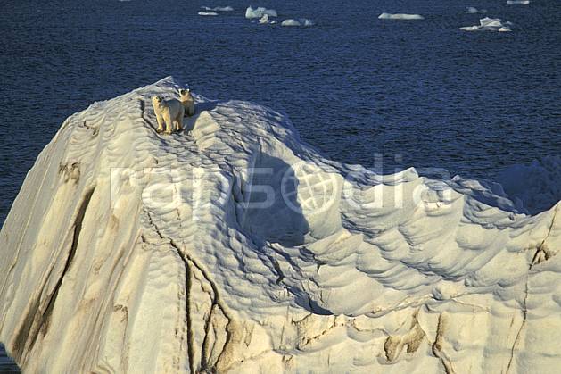 ec2774-02LE : Ours polaire femelle et son petit, Svalbard, Ile de Nordaustlandet côte sud. Europe, CEE, iceberg, ours, C02, C01 faune, voyage aventure, mer (Norvège).