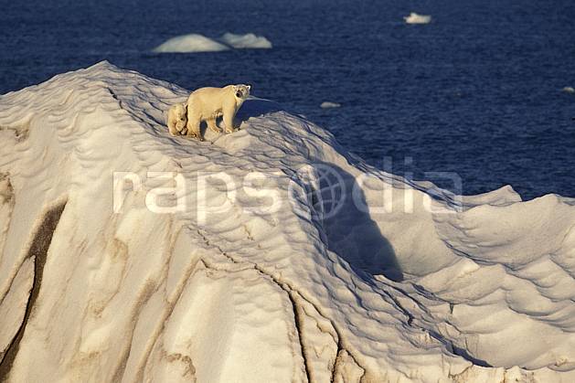 ec2775-18LE : Ours polaire femelle et son petit, Svalbard, Ile de Nordaustlandet côte sud. Europe, CEE, iceberg, ours, C02, C01 faune, voyage aventure, mer (Norvège).