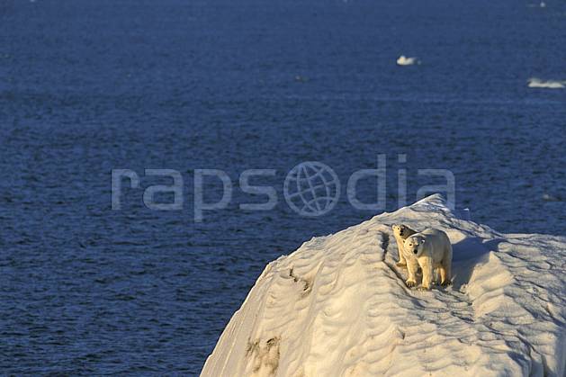 ec2775-22LE : Ours polaire femelle et son petit, Svalbard, Ile de Nordaustlandet côte sud. Europe, CEE, iceberg, ours, C02, C01 faune, voyage aventure, mer (Norvège).